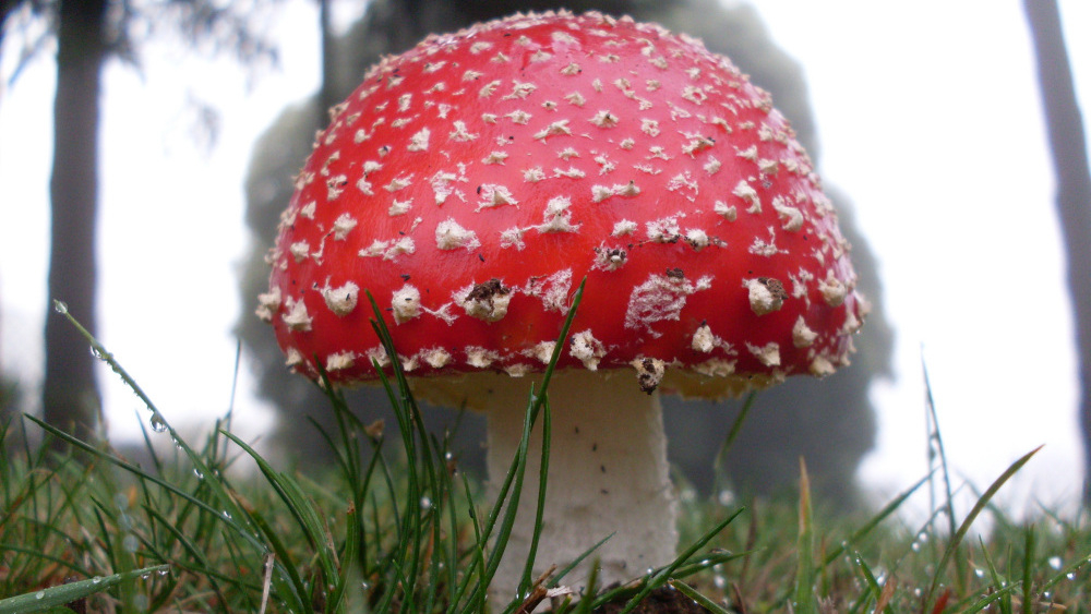 Amanita Muscaria Gummies Explained